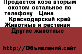 Продается коза вторым окотом остальное по телефону › Цена ­ 6 500 - Краснодарский край Животные и растения » Другие животные   